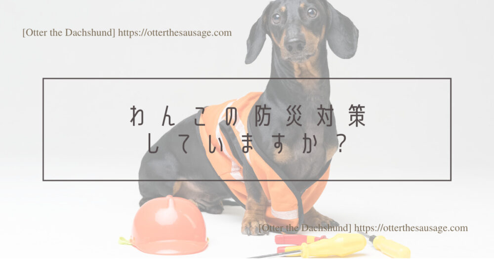 Header Image_Otter the Dachshund_dog-emergency-preparation-for-protecting_【犬の防災対策】愛犬を守るための3つの準備：緊急時の備えと安心の対策_わんこの防災対策していますか？